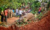 ତେନ୍ତଳାପାଣି ଜଙ୍ଗଲରେ ଦନ୍ତାର ମୃତ୍ୟୁ