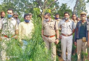 Read more about the article ଛେଣ୍ଡିପଦା ବନାଞ୍ଚଳରେ ପୁଣି ଗଞ୍ଜେଇ ଚାଷ