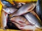 ପୋଖରୀରୁ ମାଛ ଚୋରି