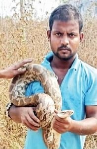 Read more about the article ୬ ଫୁଟର ଅଜଗର ଉଦ୍ଧାର