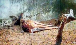 Read more about the article ନାଲ୍‌କୋ ଡିଅର୍ ପାର୍କରେ ହରିଣ ମୃତ