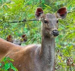 Read more about the article ଆହତ କୁଟୁରା ଉଦ୍ଧାର