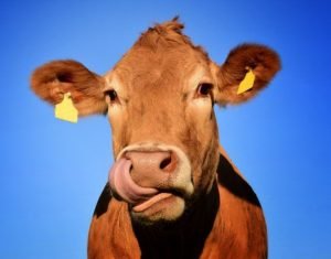 Read more about the article ବଳଦ ଚୋରି ଅଭିଯୋଗ, ଜଣେ ଗିରଫ