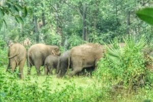 Read more about the article ନାଲକୋ ଓ ଅନୁଗୁଳ ସହର ଉପକଣ୍ଠରେ ହାତୀପଲ