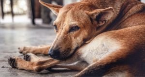 Read more about the article ବୁଲା କୁକୁରଙ୍କ ଦୋରାତ୍ମ୍ୟ:୨୮ ଆହତ