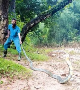 Read more about the article ୧୨ ଫୁଟ୍‌ର ଅହିରାଜ ଉଦ୍ଧାର
