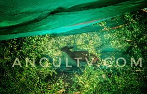 Read more about the article କମଳା ଫାର୍ମ ରେ କୁଟୁରା, ଖୋଜୁଛି ବନ ବିଭାଗ