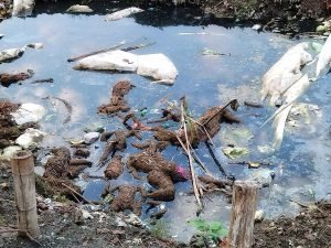 Read more about the article ଅସ୍ଥାୟୀ ପୁଷ୍କରିଣୀ ଏବେ ଡେଙ୍ଗୁର ଏନ୍ତୁଡ଼ିଶାଳ