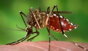 Read more about the article ଅନୁଗୁଳରେ ଦୁଇ ଡେଙ୍ଗୁ ରୋଗୀ ଚିହ୍ନଟ