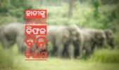ହାତୀଙ୍କୁ ଘଉଡାଇବାରେ ବିଫଳ ବନ ବିଭାଗ, ଚାଷୀ ମୁଣ୍ଡରେ ଚଡ଼କ