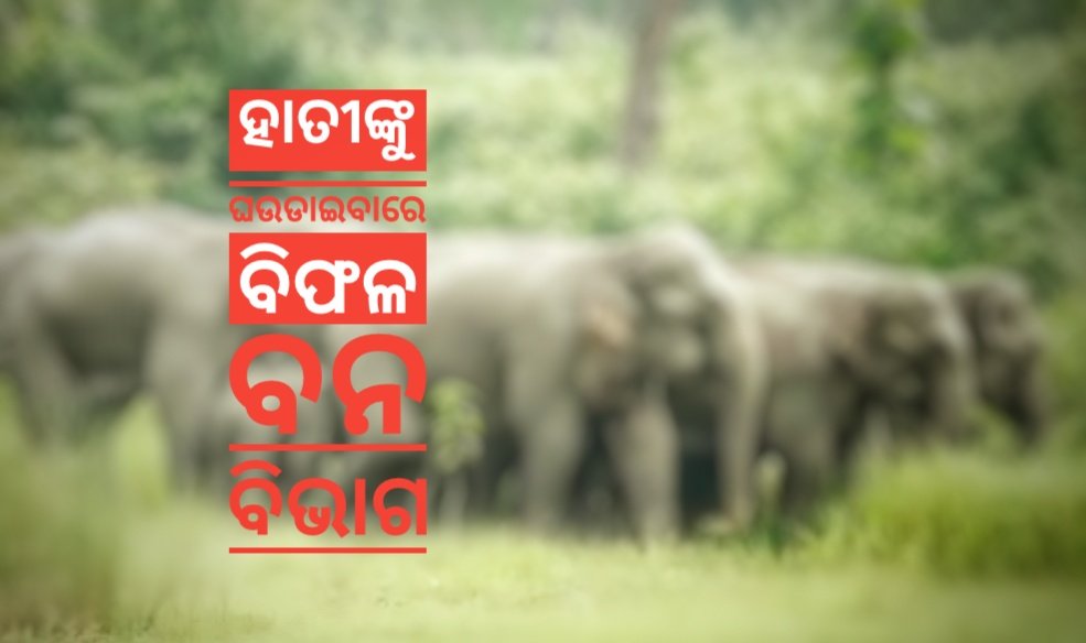 You are currently viewing ହାତୀଙ୍କୁ ଘଉଡାଇବାରେ ବିଫଳ ବନ ବିଭାଗ, ଚାଷୀ ମୁଣ୍ଡରେ ଚଡ଼କ