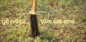 Read more about the article ପୁଣି ମାତିଲେ ଚନ୍ଦନକାଠ ଚୋର