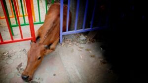 Read more about the article ଗ୍ରୀଲରେ ଚାପି ହୋଇ ଛଟପଟ ହେଉଥିବା ଗାଈର ଜୀବନ ବଞ୍ଚାଇଲେ ଅଗ୍ନିଶମ କର୍ମଚାରୀ