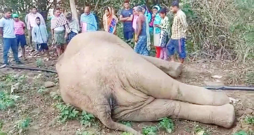 You are currently viewing ବିଦ୍ୟୁତ ସଂସ୍ପର୍ଶରେ ଆସି ଦନ୍ତାର ମୃତ୍ୟୁ