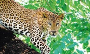 Read more about the article ଛେଣ୍ଡିପଦାରେ କଲରାପତରିଆ ବାଘ