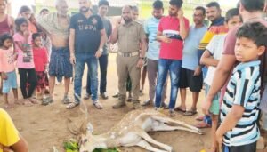 Read more about the article କାନ୍ଥରେ ପିଟି ହୋଇ ହରିଣର ମୃତ୍ୟୁ