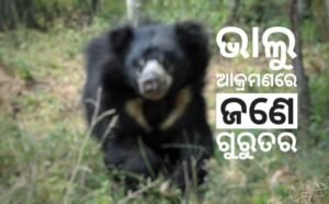 Read more about the article ଭାଲୁ ଆକ୍ରମଣରେ ଜଣେ ଗୁରୁତର