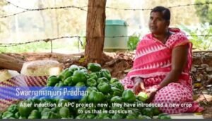 Read more about the article କିଶୋରନଗର ମହିଳା କଲେ କ୍ୟାପ୍‌ସିକମ୍ ଚାଷ