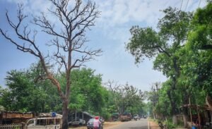 Read more about the article ଶୁଖିଲା ଗଛ ବାଟୋଇଙ୍କ ପାଇଁ ବିପଦ