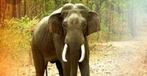 Read more about the article ଶୌଚ ହେବାକୁ ଯାଇଥିବା ମହିଳାଙ୍କୁ ହାତୀ ଆକ୍ରମଣ, ଗୁରୁତର ଅବସ୍ଥାରେ ମେଡିକାଲରେ ଭର୍ତ୍ତି