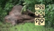 ଆଖି ବୁଜିଲା ଅସୁସ୍ଥ ଦନ୍ତା