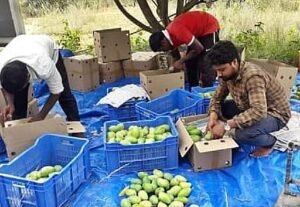 Read more about the article ଦିଲ୍ଲୀ ଗଲା ଅନୁଗୁଳର ମିଠା ଆମ୍ରପାଲି ଆମ୍ବ, ଚାଷୀଙ୍କ ପାଇଁ ଫିଟିଲା ରୋଜଗାରର ନୂଆ ବାଟ