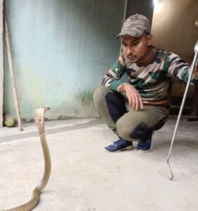 Read more about the article ୪ ଫୁଟ୍ ଲମ୍ବର ନାଗ ସାପ ଉଦ୍ଧାର