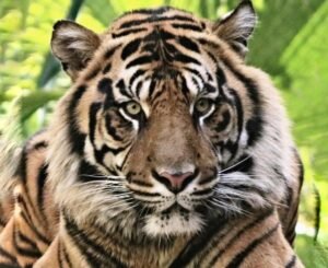 Read more about the article ଆନ୍ତର୍ଜାତୀକ ବାଘ ଦିବସ: ଭାରତରେ ଅଛନ୍ତି ୨୯୬୭ ମହାବଳ ବାଘ