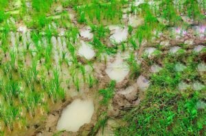 Read more about the article ବନ୍ତଳା ବନାଞ୍ଚଳରେ ମାତିଛନ୍ତି ୩୧ ଟିକିଆ ହାତୀପଲ, ଚାଷୀ ହନ୍ତସନ୍ତ