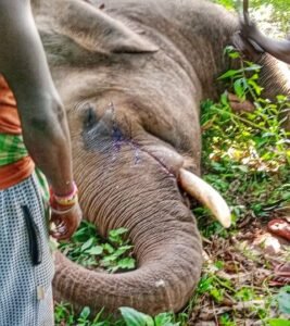 Read more about the article ପୁଣି ଏକ ଦନ୍ତା ମୃତ, ବାରହା ଶିକାର ପାଇଁ ବିଛା ଯାଇଥିବା ବିଦ୍ଯୁତ ଫାଶରେ ପଡ଼ି ଗଲା ହାତୀ ଜୀବନ