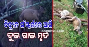 Read more about the article ବିଦ୍ୟୁତ ସଂସ୍ପର୍ଶରେ ଆସି ପ୍ରାଣ ହରାଇଲେ ଦୁଇ ଗାଈ