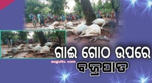 Read more about the article ଗାଈ ଗୋଠ ଉପରେ ବଜ୍ରପାତ, ଘଟଣାସ୍ଥଳରେ ଛଟପଟ ହୋଇ ଚାଲିଗଲା ୧୩ ଗୋରୁଙ୍କ ଜୀବନ