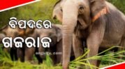 ବିପଦରେ ଗଜରାଜ: ବନ ବିଭାଗ ସୁରକ୍ଷା ଯୋଗାଇପାରୁନଥିବାରୁ ହାତୀଙ୍କୁ ମାରୁଛନ୍ତି ଲୋକେ