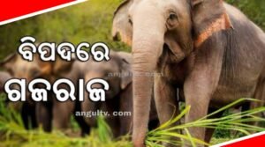 Read more about the article ବିପଦରେ ଗଜରାଜ: ବନ ବିଭାଗ ସୁରକ୍ଷା ଯୋଗାଇପାରୁନଥିବାରୁ ହାତୀଙ୍କୁ ମାରୁଛନ୍ତି ଲୋକେ