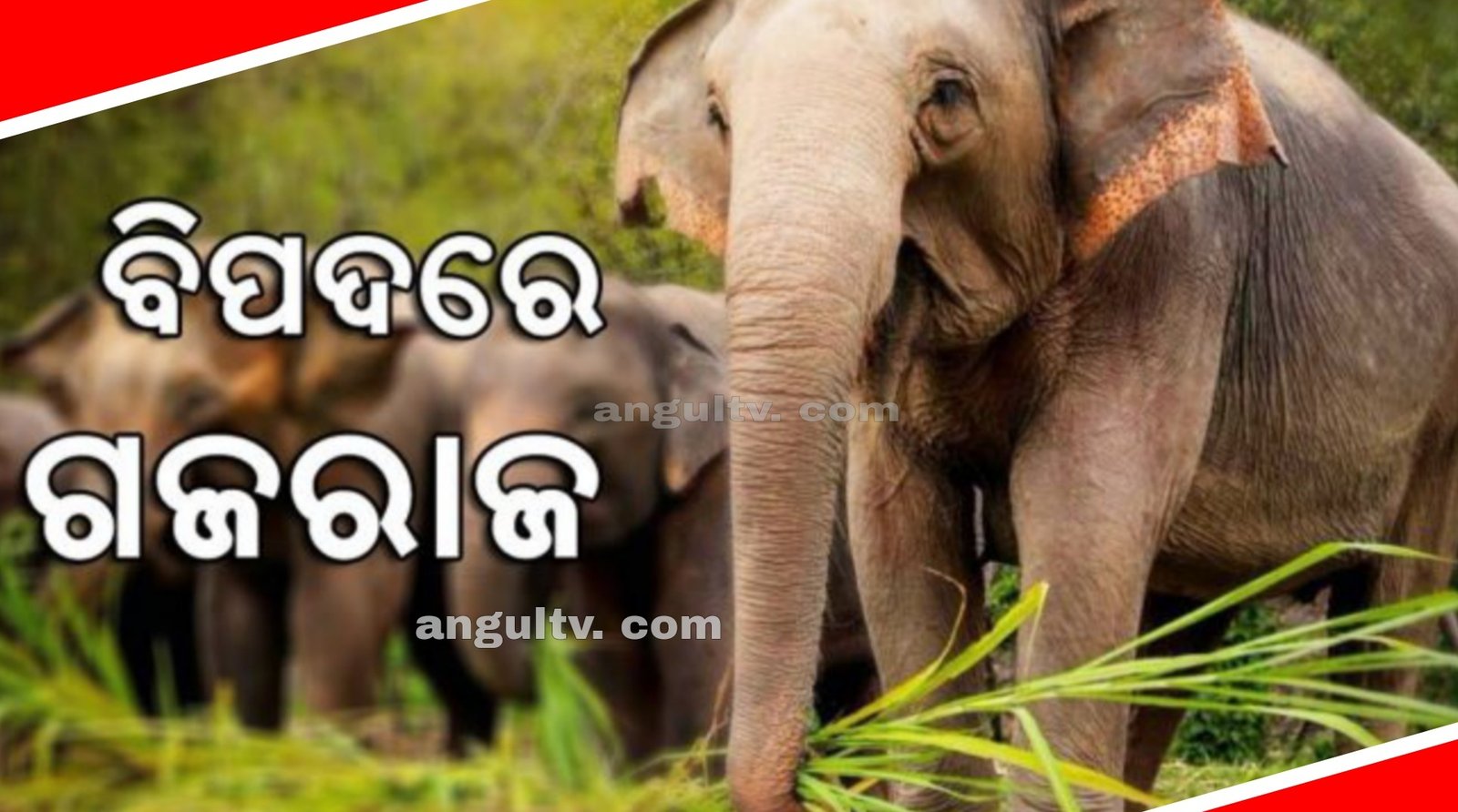 You are currently viewing ବିପଦରେ ଗଜରାଜ: ବନ ବିଭାଗ ସୁରକ୍ଷା ଯୋଗାଇପାରୁନଥିବାରୁ ହାତୀଙ୍କୁ ମାରୁଛନ୍ତି ଲୋକେ