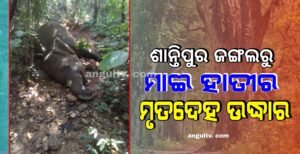 Read more about the article ଶାନ୍ତିପୁର ଜଙ୍ଗଲରୁ ମାଈ ହାତୀର ମୃତଦେହ ଉଦ୍ଧାର, କାରଣ ଅସ୍ପଷ୍ଟ