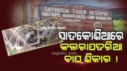 ସାତକୋଶିଆ କୁଲାଙ୍ଗୀ ଠାରେ ୨ କଲରାପତରିଆ  ବାଘ ମୃତ୍ଯୁ