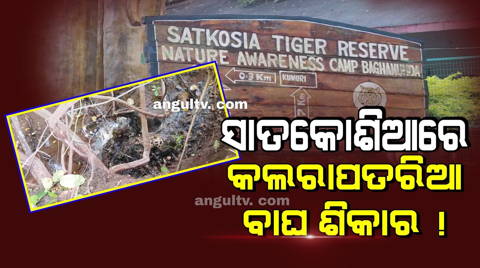 You are currently viewing ସାତକୋଶିଆ କୁଲାଙ୍ଗୀ ଠାରେ ୨ କଲରାପତରିଆ  ବାଘ ମୃତ୍ଯୁ