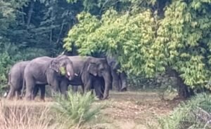 Read more about the article ବଉଳିଗଡ଼ରେ ହାତୀ ଆତଙ୍କ, ଫସଲ ପାଇଁ ଚିନ୍ତାରେ ଚାଷୀ