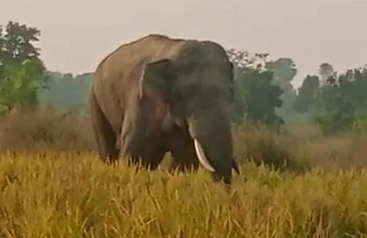 You are currently viewing କୋଇଲା ନଗରୀରେ ହାତୀ ଆତଙ୍କ, ବିପଦରେ ଧନ ଜୀବନ