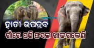 ହାତୀ ଉପଦ୍ରବ: ଗାଁରେ ପଶି କାହାର ଫସଲ ଖାଇଗଲେଣି ତ କାହାର ଭାଙ୍ଗିଲେଣି ଘର, ବନ ବିଭାଗ ଫେଲ୍