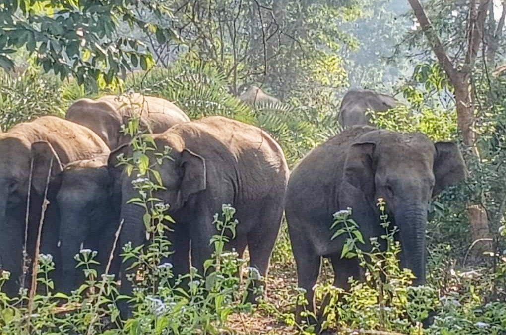You are currently viewing ତୁରଙ୍ଗ ଗାଁରୁ ଜଙ୍ଗଲୀ ହାତୀପଲଙ୍କୁ ଘଉଡ଼ାଇଲେ ବନ ବିଭାଗ, ଗତ ରାତିଠୁ କରୁଥିଲେ ଉତ୍ପାତ