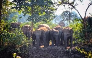 Read more about the article ପୁଣି ଉତ୍ପାତ ହେଲେଣି ଜଙ୍ଗଲୀ ହାତୀ, ବନ ବିଭାଗ ନିଦାବିଷ୍ଣୁ