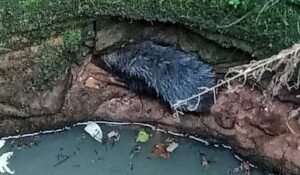 Read more about the article କୂଅରେ ଗଳି ପଡ଼ିଲା ଖାଦ୍ୟ ଅନ୍ୱେଷଣରେ ଆସିଥିବା ଭାଲୁ, ଉଦ୍ଧାର କଲା ବନ ବିଭାଗ