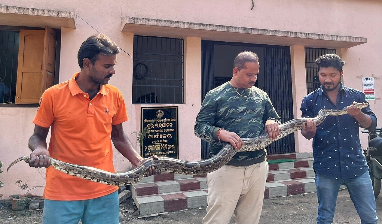 You are currently viewing ଶ୍ରୀ ମେଟାଲିକ୍ସ କମ୍ପାନୀ ପରିସରରୁ ଦୁଇ ଅଜଗର ଉଦ୍ଧାର, ଜଙ୍ଗଲରେ ଛାଡ଼ିଲେ ସର୍ପମିତ୍ର