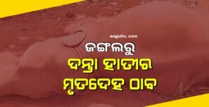 Read more about the article ଜଙ୍ଗଲରୁ ଦନ୍ତା ହାତୀର ମୃତଦେହ ଠାବ, ଗୁଳି କରି ହତ୍ୟା କରାଯାଇଥିବା ସନ୍ଦେହ