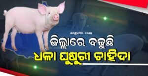 Read more about the article ଅନୁଗୁଳ ଜିଲ୍ଲାରେ ଧଳା ଘୁଷୁରୀ ଚାହିଦା ବଢୁଛି