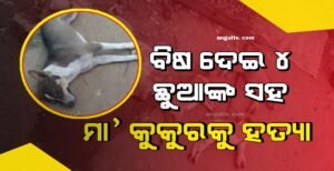 Read more about the article ନୃଶଂସତାର ସବୁ ସୀମା ଟପିଲା ମଣିଷ! ବିଷ ଦେଇ ଅତି ଅମାନୁଷିକ ଭାବେ ୪ ଛୁଆଙ୍କ ସହ ମା’ କୁକୁରକୁ ହତ୍ୟା, ଛଟପଟ ହୋଇ ଚାଲିଗଲା ଜୀବନ