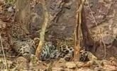 ଶିକାରୀ ଫାସରେ ପୁଣି ପଡ଼ିଲା ବାଘ