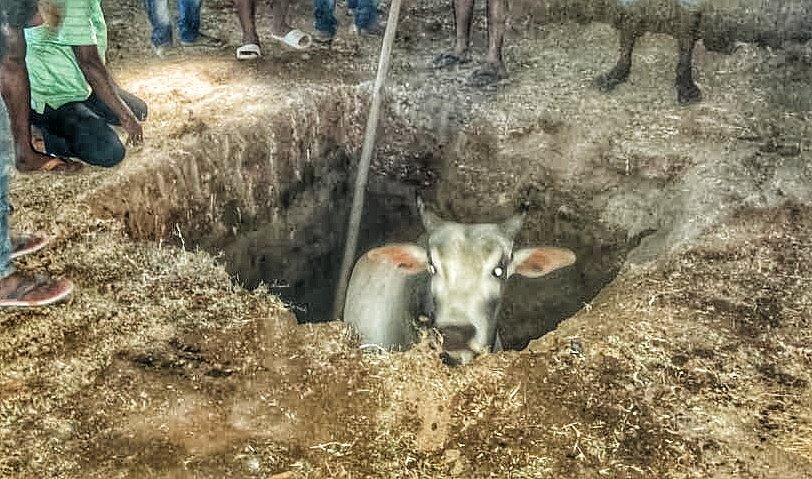 You are currently viewing ଆର୍ ଆଇ କାର୍ଯ୍ୟାଳୟର ନିର୍ମାଣାଧୀନ ଗାତରେ ପଡ଼ିଲା ଷଣ୍ଢ, ଖଣ୍ଡିଆଖାବରା ଅବସ୍ଥାରେ ଉଦ୍ଧାର କଲେ ଆଗ୍ନିକ